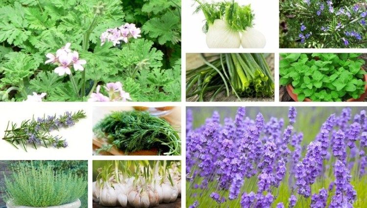 Aromatic and medicinal plants
